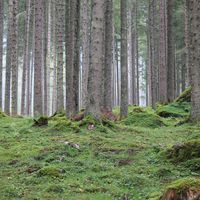 GogoFlow - Mr. Politician