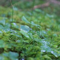 The Dubcakes - Getting know Dub