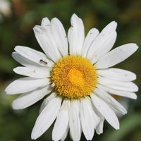 GogoFloW ft. Mr. Singletone - Be That (Premix)