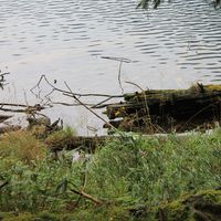 The Dubcakes - Sweet Reggae Music Dub