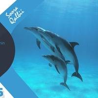 RNH 494, June 22, 2019 Soora Qalbii by NHStudio