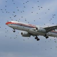 Disturbined by p*eslekker meow meow meow