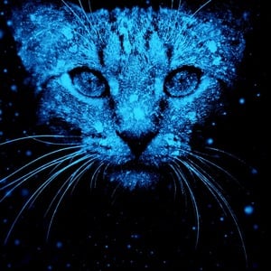 Deep Blue Cat
